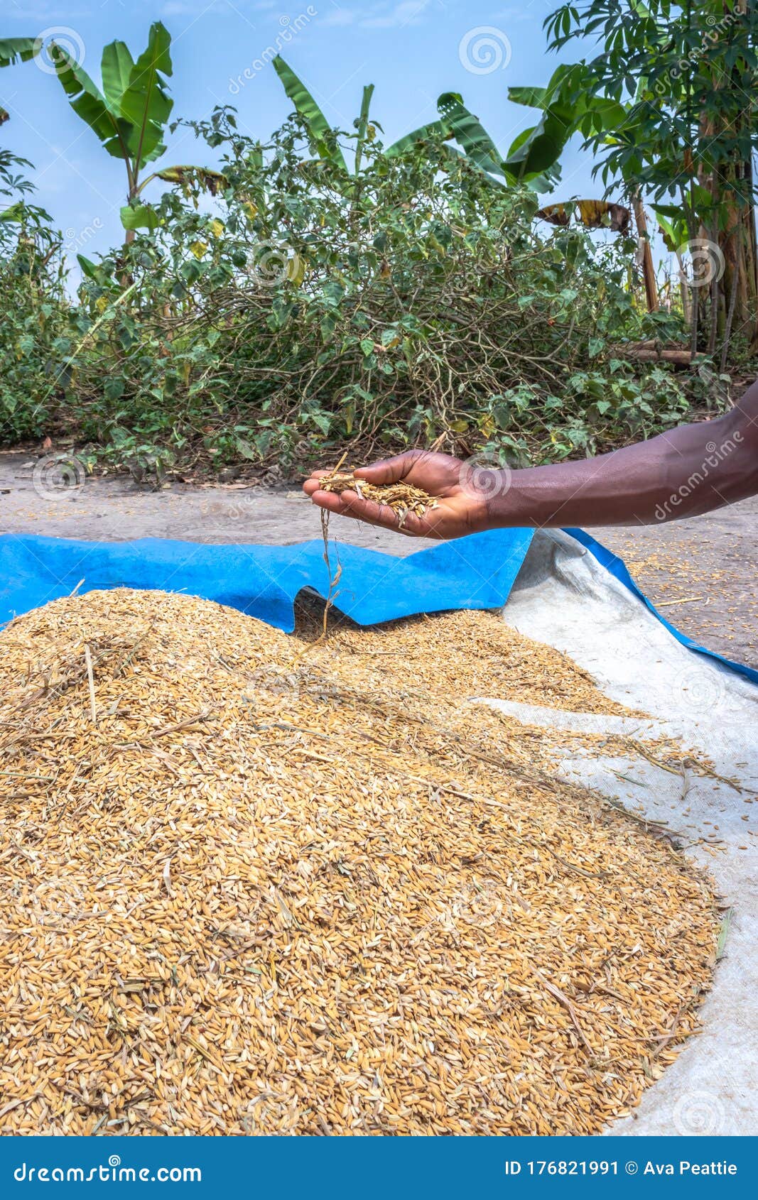 african rice oryza glaberrimaÃÂ  harvested and being stored in piles, uganda